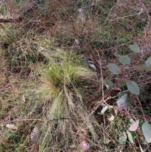 Nassella trichotoma at Watson, ACT - 18 Jul 2024