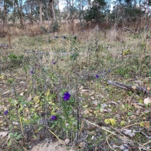 Echium plantagineum at Watson, ACT - 18 Jul 2024 12:09 PM