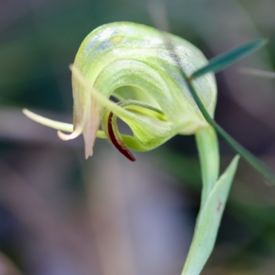 Pterostylis nutans (Nodding Greenhood) at Moruya, NSW - 20 Jul 2024 by LisaH