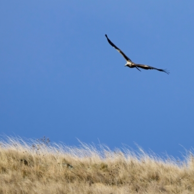 Aquila audax (Wedge-tailed Eagle) at Coolringdon, NSW - 19 Jul 2024 by jb2602