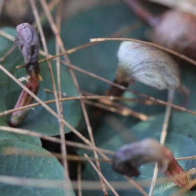 Corybas aconitiflorus (Spurred Helmet Orchid) at Moruya, NSW - 20 Jul 2024 by LisaH