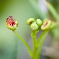 Drosera sp. (A Sundew) at Moruya, NSW - 20 Jul 2024 by LisaH