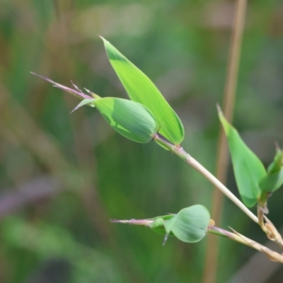 Unidentified Other Shrub at Moruya, NSW - 20 Jul 2024 by LisaH