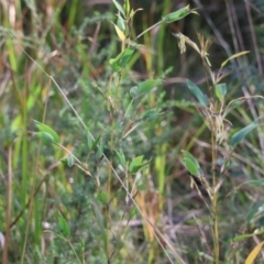 Oplismenus aemulus at Moruya, NSW - suppressed