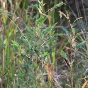 Oplismenus aemulus at Moruya, NSW - suppressed