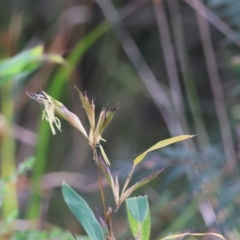 Oplismenus aemulus at Moruya, NSW - suppressed