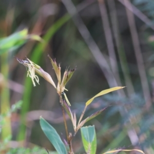 Oplismenus aemulus at Moruya, NSW - suppressed