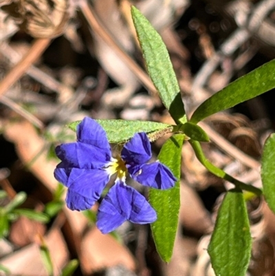 Dampiera stricta (Blue Dampiera) at Jervis Bay, JBT - 20 Jul 2024 by Clarel