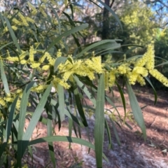 Acacia longifolia subsp. longifolia (Sydney Golden Wattle) at Jervis Bay, JBT - 20 Jul 2024 by Clarel