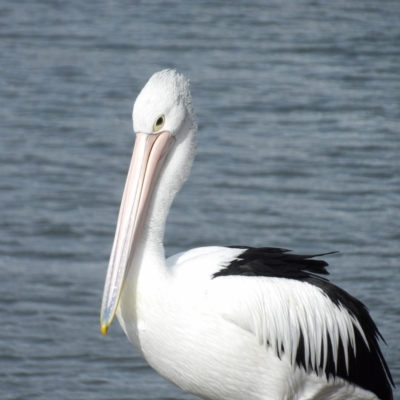 Pelecanus conspicillatus (Australian Pelican) at Batemans Bay, NSW - 20 Jul 2024 by MatthewFrawley