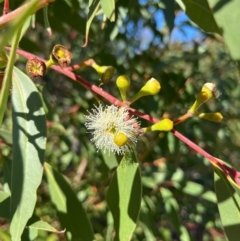 Eucalyptus obstans at Jervis Bay, JBT - 20 Jul 2024 by Clarel