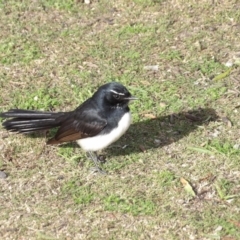 Rhipidura leucophrys (Willie Wagtail) at Batemans Bay, NSW - 20 Jul 2024 by MatthewFrawley