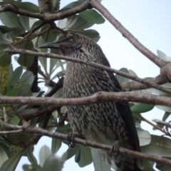 Anthochaera chrysoptera (Little Wattlebird) at Batemans Bay, NSW - 20 Jul 2024 by MatthewFrawley