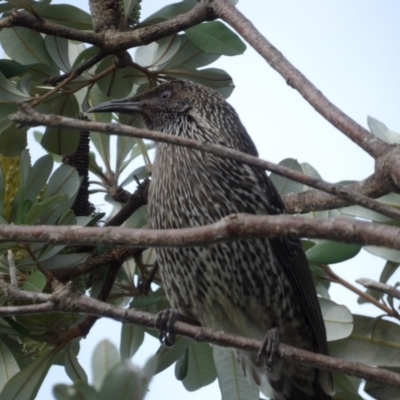 Anthochaera chrysoptera (Little Wattlebird) at Batemans Bay, NSW - 20 Jul 2024 by MatthewFrawley