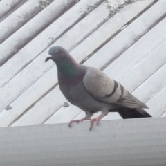 Columba livia (Rock Dove (Feral Pigeon)) at Batemans Bay, NSW - 20 Jul 2024 by MatthewFrawley