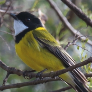 Pachycephala pectoralis at Narrabundah, ACT - 20 Jul 2024