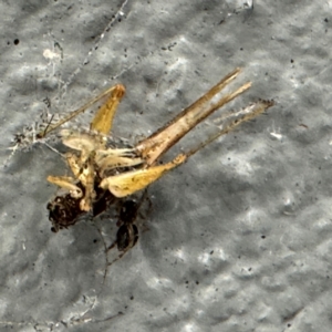 Trigonidiidae (family) at Amaroo, ACT - 20 Jul 2024 01:42 PM