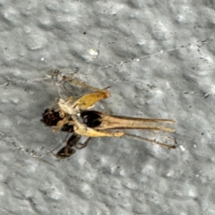 Trigonidiidae (family) at Amaroo, ACT - 20 Jul 2024 01:42 PM