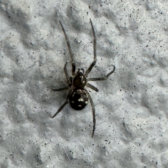 Steatoda grossa (Cupboard or Brown house spider) at Amaroo, ACT - 20 Jul 2024 by Hejor1