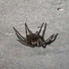 Badumna (genus) at Gungahlin, ACT - 20 Jul 2024 01:48 PM
