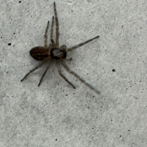 Badumna sp. (genus) at Gungahlin, ACT - 20 Jul 2024 01:48 PM