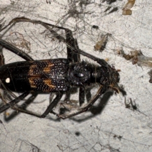 Phoracantha obscura at Gungahlin, ACT - 20 Jul 2024 01:50 PM