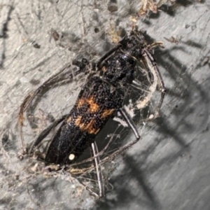 Phoracantha obscura at Gungahlin, ACT - 20 Jul 2024 01:50 PM