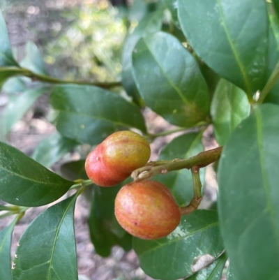 Synoum glandulosum (Scentless Rosewood) at Jervis Bay, JBT - 20 Jul 2024 by Clarel