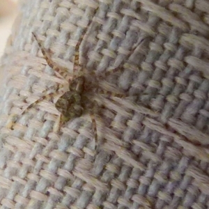 Tamopsis sp. (genus) at Borough, NSW - suppressed