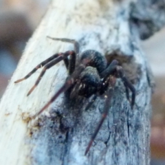 Badumna (genus) (Lattice-web spider) at Borough, NSW - 4 Jul 2019 by Paul4K