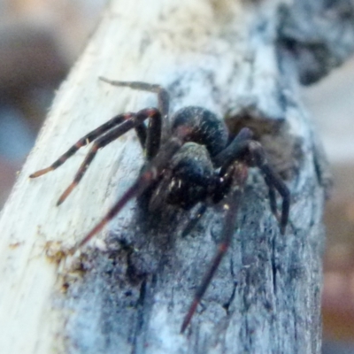 Unidentified Trapdoor, Funnelweb or Mouse spider (Mygalomorphae) at Borough, NSW - 4 Jul 2019 by Paul4K