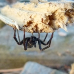 Badumna (genus) at Borough, NSW - suppressed