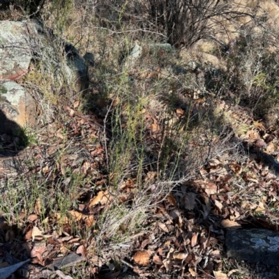 Discaria pubescens (Australian Anchor Plant) at Greenway, ACT - 18 Jul 2024 by dwise