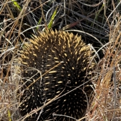 Tachyglossus aculeatus (Short-beaked Echidna) at Yarralumla, ACT - 21 Jul 2024 by Jubeyjubes