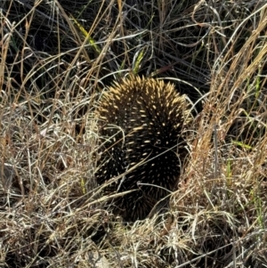 Tachyglossus aculeatus at Yarralumla, ACT - 21 Jul 2024 12:21 PM