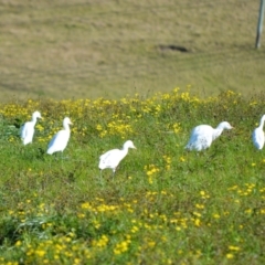 Bubulcus coromandus (Eastern Cattle Egret) at Jamberoo, NSW - 21 Jul 2024 by plants