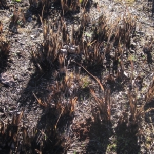 Themeda triandra at Latham, ACT - 1 Jul 2024