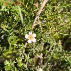 Leptospermum squarrosum (Pink Tea-tree) at Jervis Bay, JBT - 20 Jul 2024 by Clarel