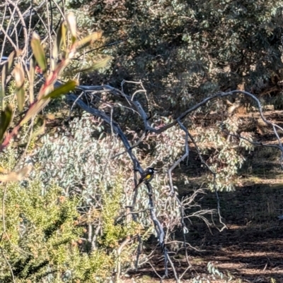 Phylidonyris novaehollandiae (New Holland Honeyeater) at Fyshwick, ACT - 21 Jul 2024 by mroseby