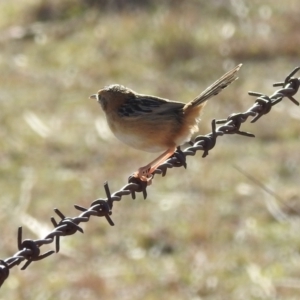 Cisticola exilis at Kambah, ACT - 21 Jul 2024