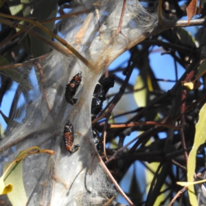 Delias harpalyce at Kambah, ACT - 21 Jul 2024 12:57 PM