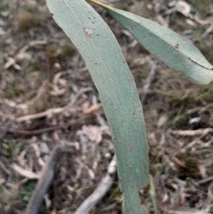 Eucalyptus bridgesiana at Hackett, ACT - 21 Jul 2024