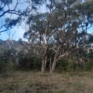 Eucalyptus bridgesiana at Hackett, ACT - 21 Jul 2024