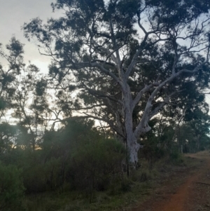 Eucalyptus mannifera subsp. mannifera at Hackett, ACT - 21 Jul 2024 04:31 PM