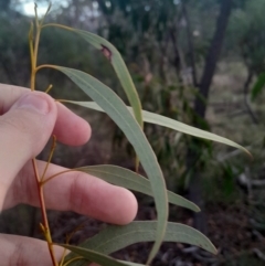 Eucalyptus mannifera subsp. mannifera at Hackett, ACT - 21 Jul 2024 04:31 PM