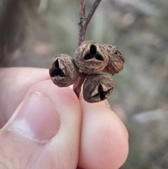 Eucalyptus mannifera subsp. mannifera at Hackett, ACT - 21 Jul 2024 04:31 PM