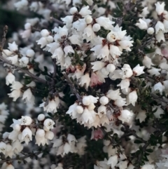 Cryptandra amara (Bitter Cryptandra) at Hackett, ACT - 21 Jul 2024 by Venture