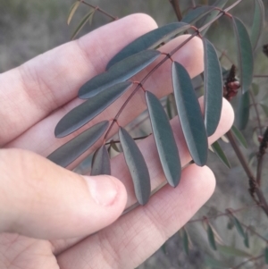 Indigofera australis subsp. australis at Hackett, ACT - 21 Jul 2024 04:18 PM