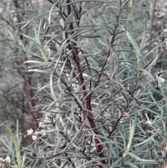 Cassinia quinquefaria at Hackett, ACT - 21 Jul 2024 04:07 PM