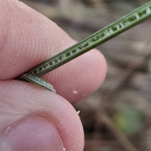 Juncus subsecundus at Hackett, ACT - 21 Jul 2024 03:17 PM